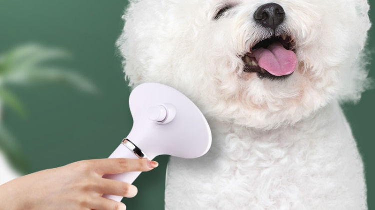 Use a dog hair dryer to dry the Bichon Frize