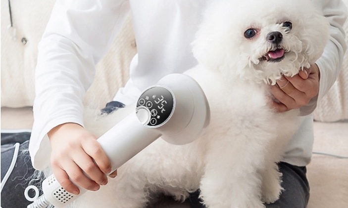 Use a dog hair dryer to dry the curly Bichon Frise
