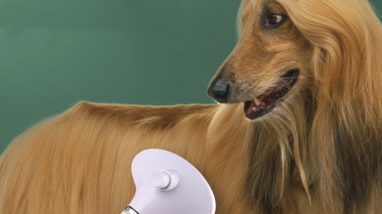 Use a dog hair dryer to blow dry the hair of an Afghan Hound