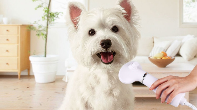Use a dog hair dryer to dry your West Highland White Terrier's hair