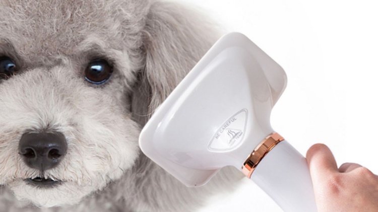 Bichon Frize and Dog Hair Dryer