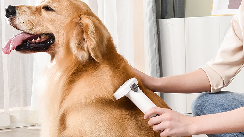 Blow her dog’s hair with a dog hair dryer at home