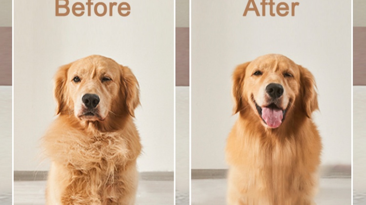 Comparison of the effects of using a dog hair dryer before and after