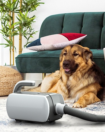 Dog and dog hair dryer in the living room