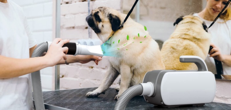 Using a dog hair dryer