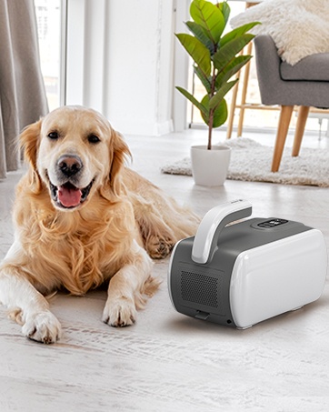 Dog with dog hair dryer