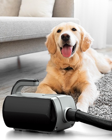 Dogs and dog hair dryer