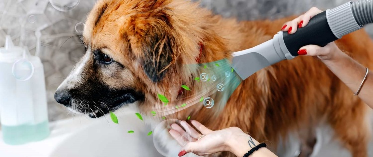 Blow-drying the dog’s hair