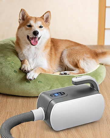 Dogs and Dog Hair Dryers
