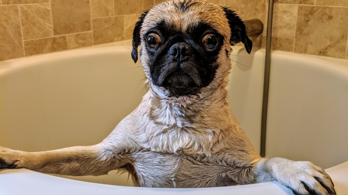 bathing dog for removing fleas