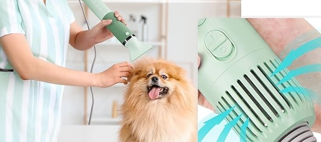grooming dog with hair dryer
