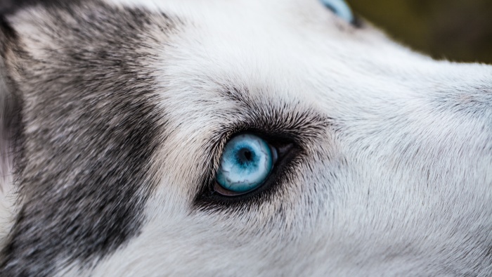 a husky with blue eyes