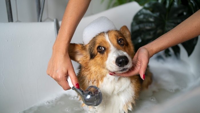 shampoo into your dog’s coat